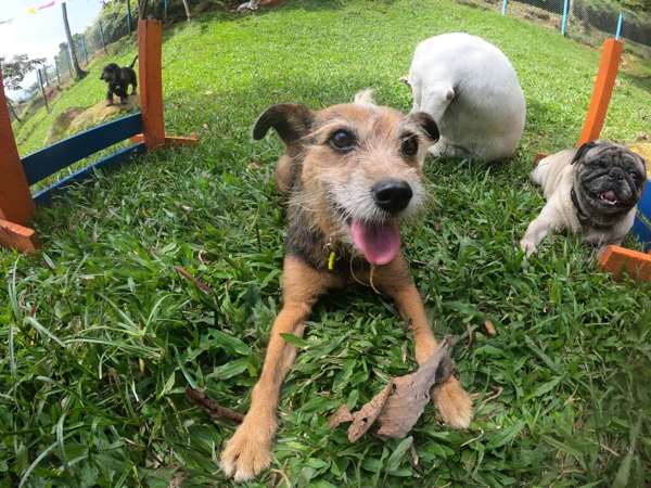 52bdd733 4bb5 444c a52a d632aa29d102 - Colegio Canino Recreativo Semi Interno