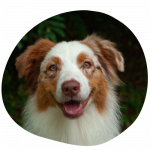 Curuba 150x150 - Contacto Residencia Canina Cali