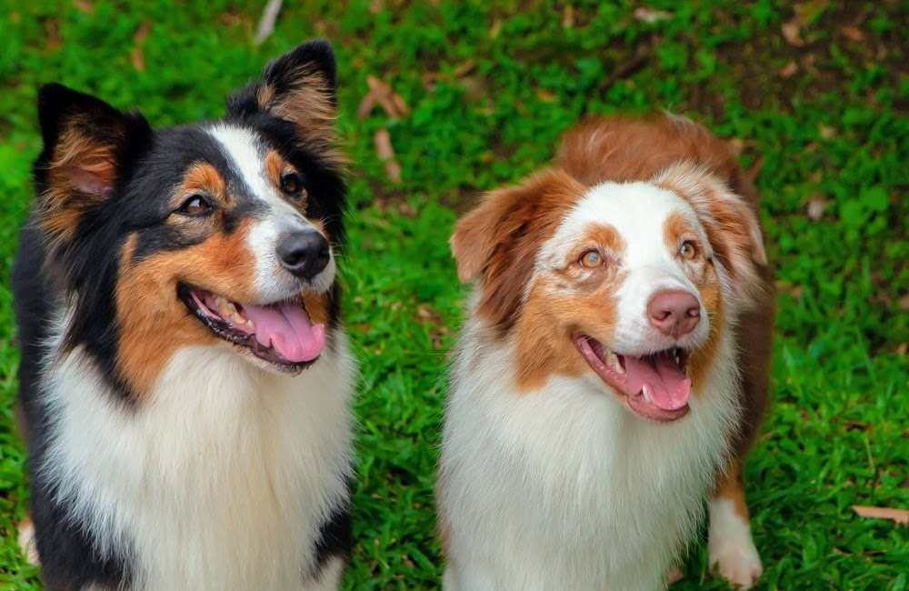 Hotel Para perros en cali 1000x650 - Hotel para perros en Cali