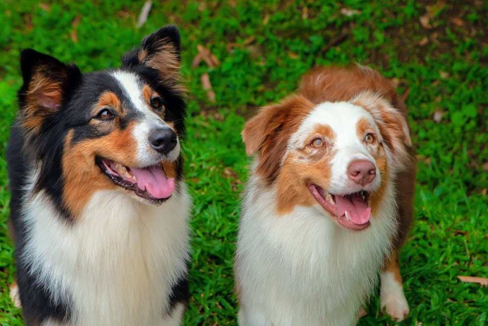 Hotel para perros en Cali Hotel Para perros en cali - Hotel para perros en Cali