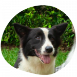 Menta 150x150 - Contacto Residencia Canina Cali