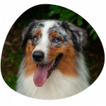 Merlot 150x150 - Contacto Residencia Canina Cali