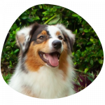 Pepper 150x150 - Contacto Residencia Canina Cali