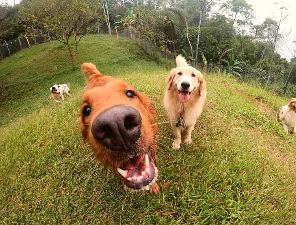 actividades para perros centro canino - Pasadías con actividades para perros