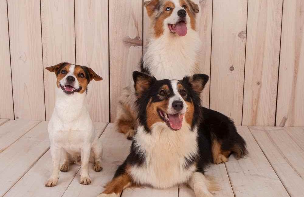 adiestramiento canino en casa 1000x650 - Adiestramiento canino en casa