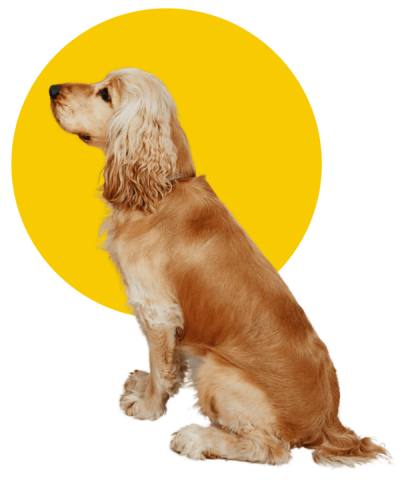 adiestramiento canino en casa perropolis 400x480 - Adiestramiento canino en casa