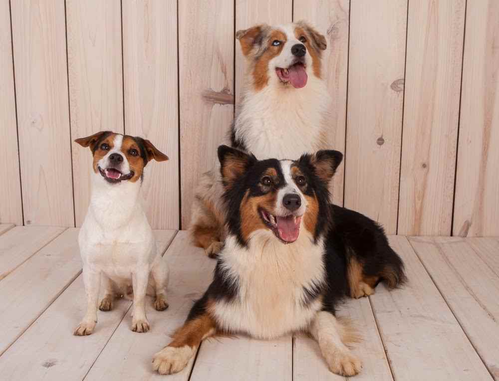 Adiestramiento canino en casa adiestramiento canino en casa - Adiestramiento canino en casa