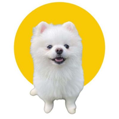 colegio recreativo para perros y pasadias 400x400 - Pasadías con actividades para perros