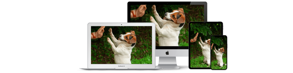 1 1024x256 - Curso de adiestramiento online para cachorros